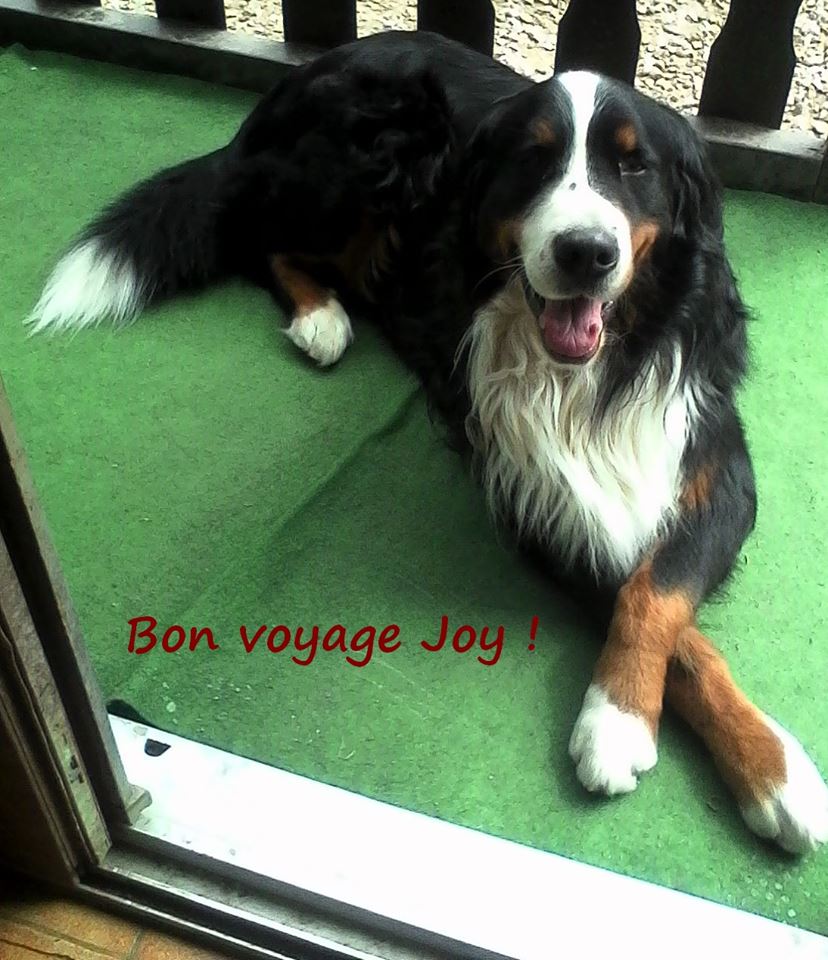 Au revoir Joy :-(