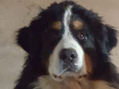 NEMO – A adopter avec OLLY – EN ATTENTE! En raison des nombreuses demandes pour Nemo et Olly, nous ne prenons plus de nouvelles candidatures pour eux pour l’instant.