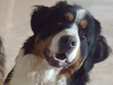 OLLY – A adopter avec NEMO – EN ATTENTE! En raison des nombreuses demandes pour Nemo et Olly, nous ne prenons plus de nouvelles candidatures pour eux pour l’instant.