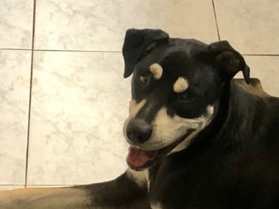 LOKY – BERGER AUSTRALIEN