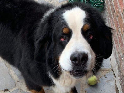 MAYA – CROISEE BOUVIER BERNOIS/BORDER COLLIE – RESERVEE!!