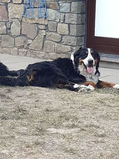 MAYA – CROISEE BOUVIER BERNOIS/BORDER COLLIE – RESERVEE!!
