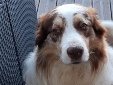 LOKY – BERGER AUSTRALIEN