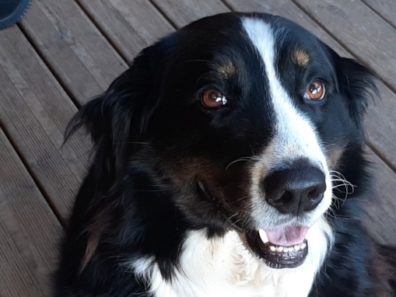 MAYA – CROISEE BOUVIER BERNOIS/BORDER COLLIE – RESERVEE!!