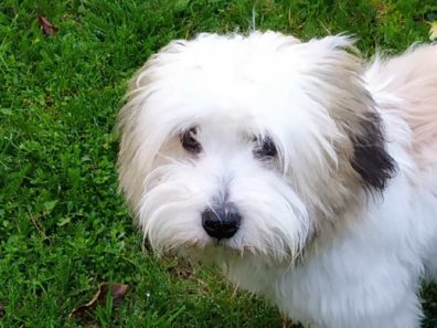 LOKY – BERGER AUSTRALIEN