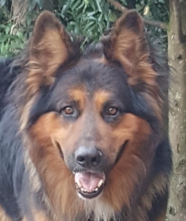 LOKY – BERGER AUSTRALIEN