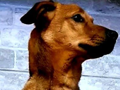 LOKY – BERGER AUSTRALIEN