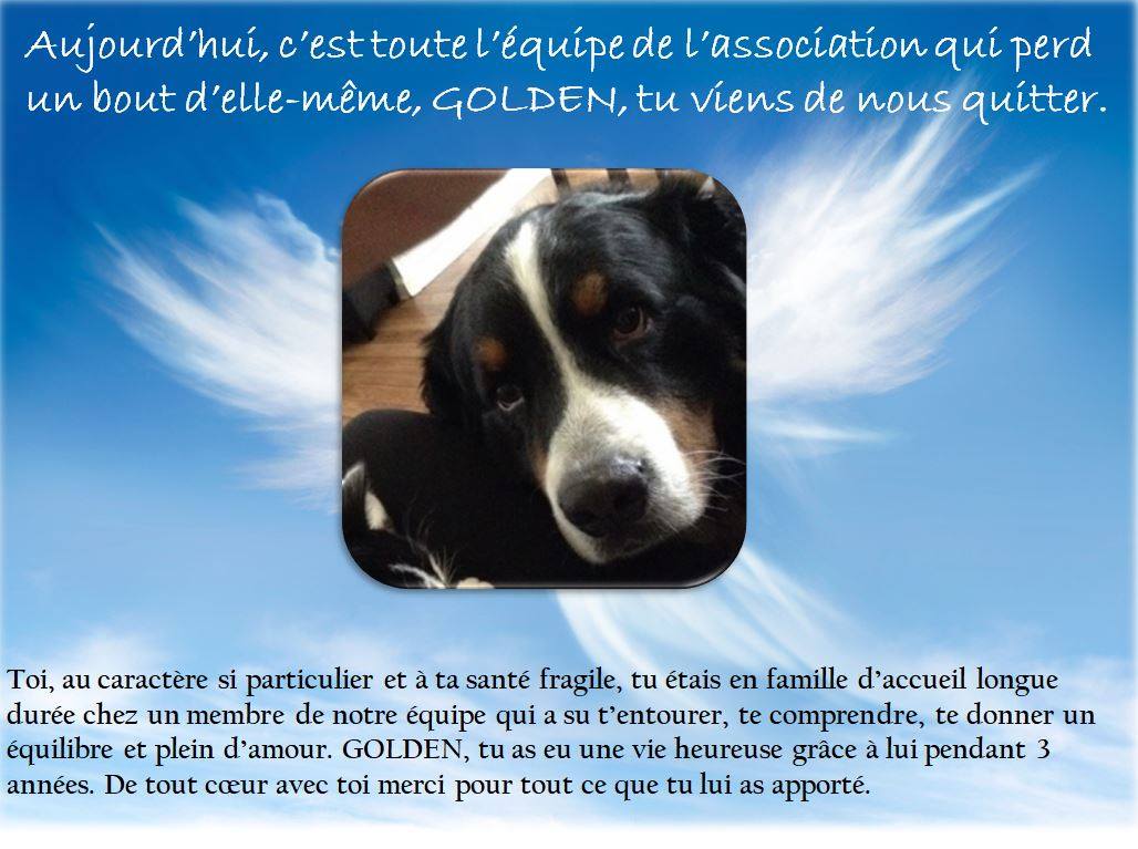 Au revoir GOLDEN