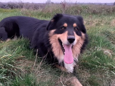 LOKY – BERGER AUSTRALIEN