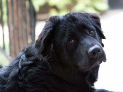 LOKY – BERGER AUSTRALIEN