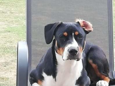 LOKY – BERGER AUSTRALIEN