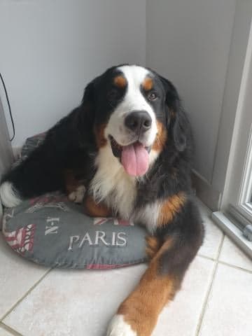 LOKY – BERGER AUSTRALIEN