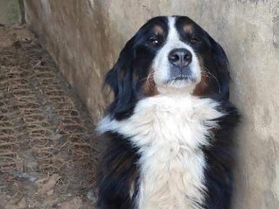LOKY – BERGER AUSTRALIEN