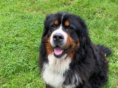 LOKY – BERGER AUSTRALIEN