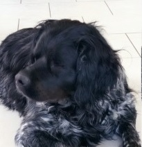 PHEBUS A ADOPTER SI POSSIBLE AVEC MILO
