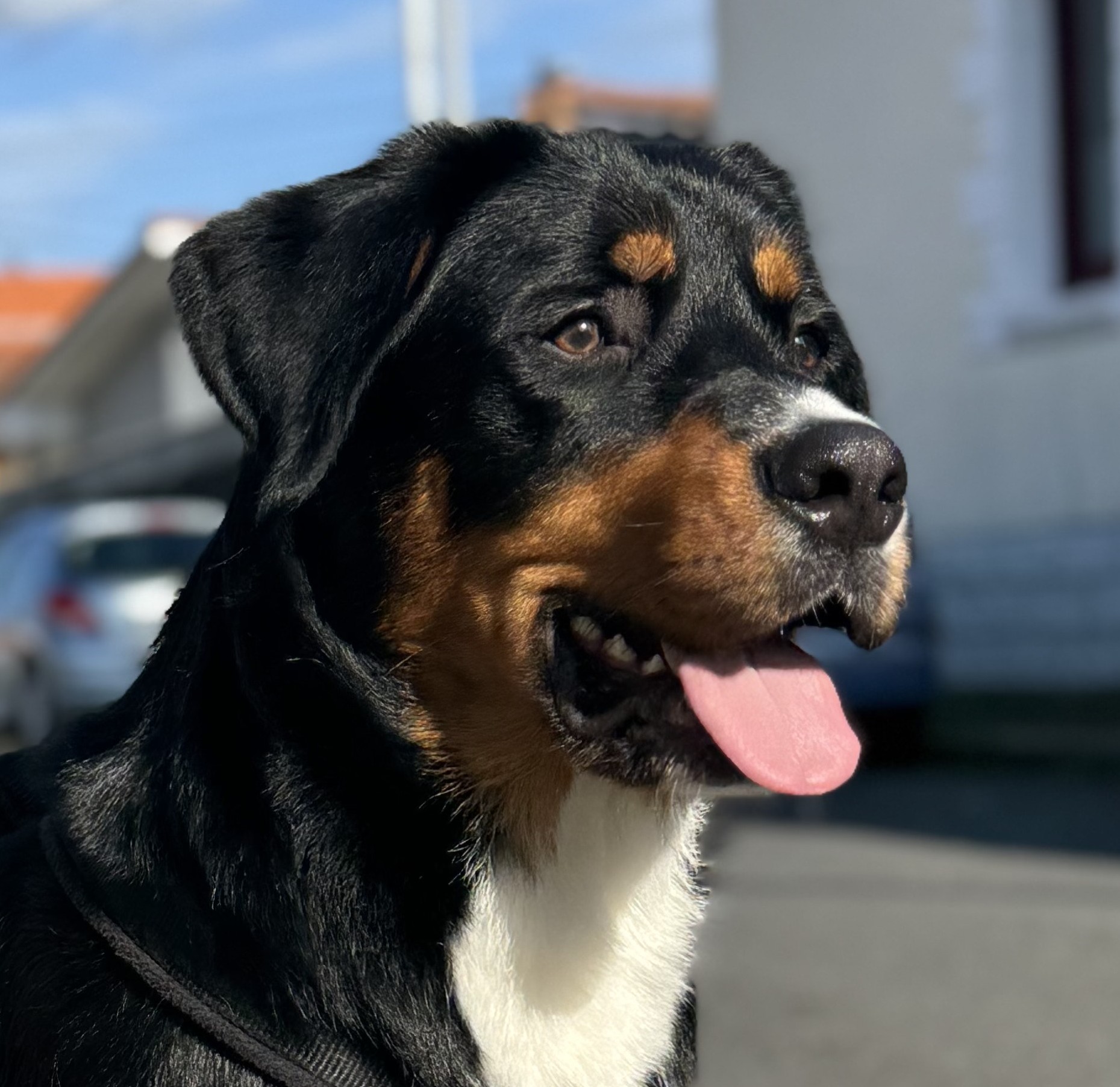 OSLO BOUVIER BERNOIS/LABRADOR EST RESERVE