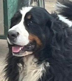 TESS adoption avec ULYSSE