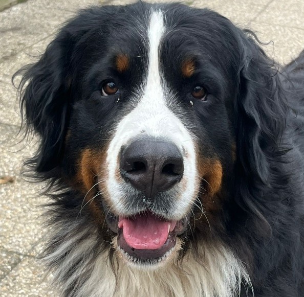 ULYSSE adoption avec TESS