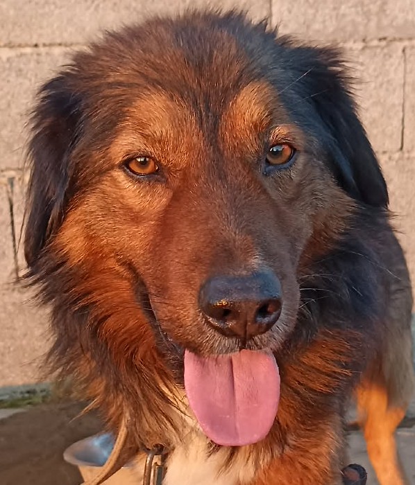 POUKY croisé BOUBOU/BERGER