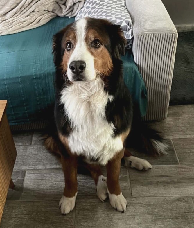 EDGE CROISEE BOUVIER BERNOIS